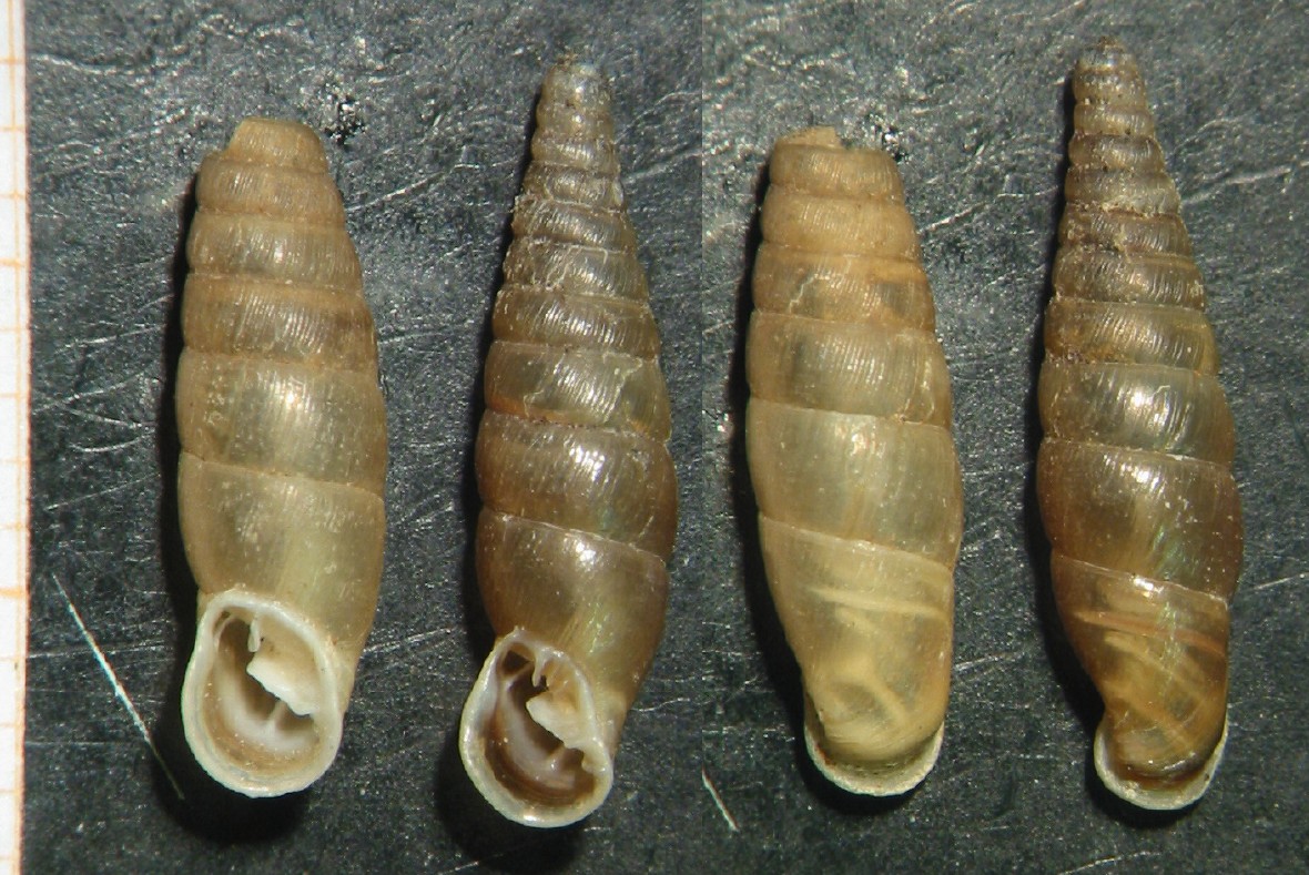 Cochlodina comensis lucensis