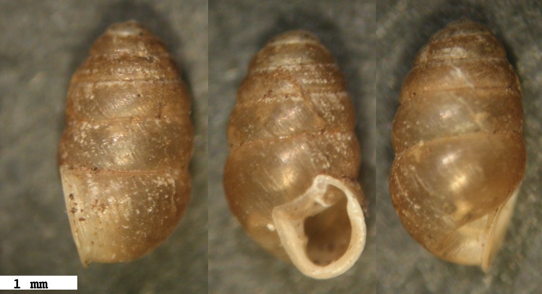 Lauria (Lauria) cylindracea (Da Costa, 1778)