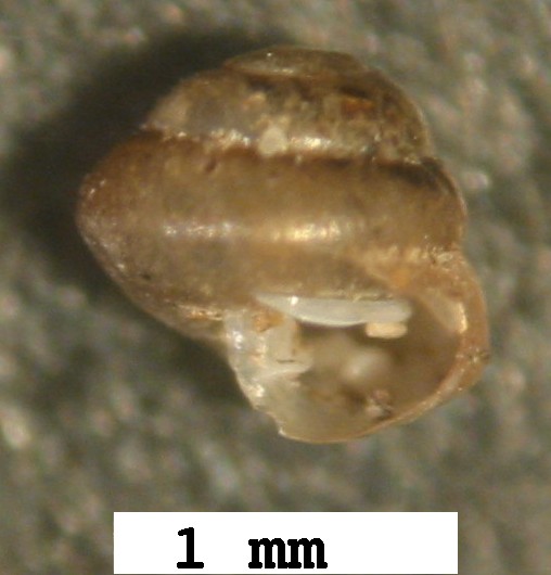 Lauria (Lauria) cylindracea (Da Costa, 1778)