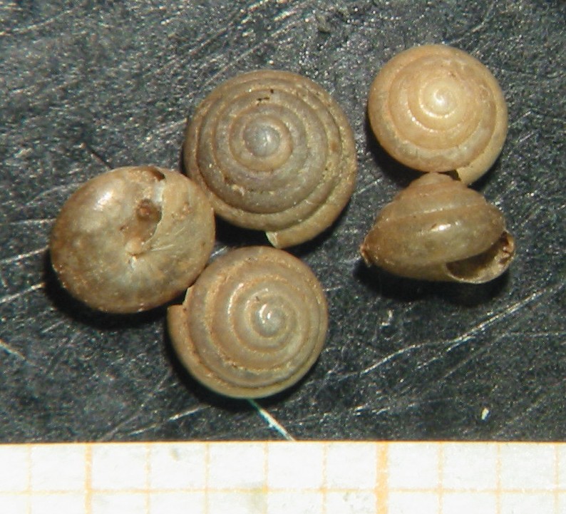 Euconulus (Euconulus) fulvus (O.F. Mller, 1774)