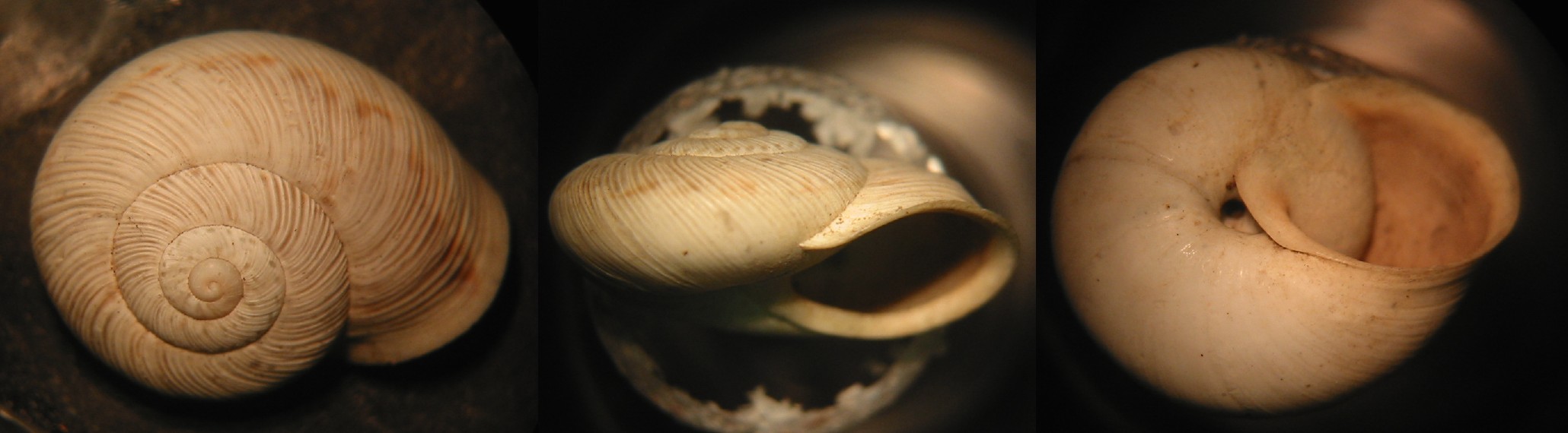 Marmorana (Ambigua) fuscolabiata (Rossmässler, 1842)