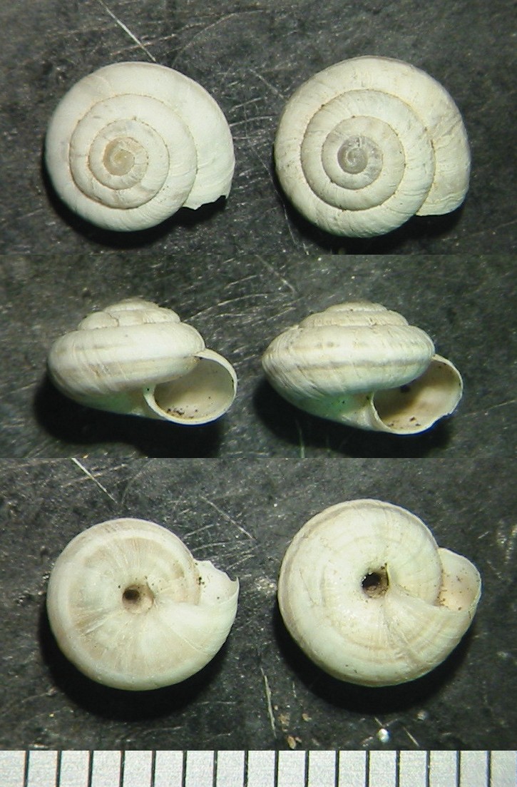 Cernuellopsis ghisottii Manganelli & Giusti, 1988