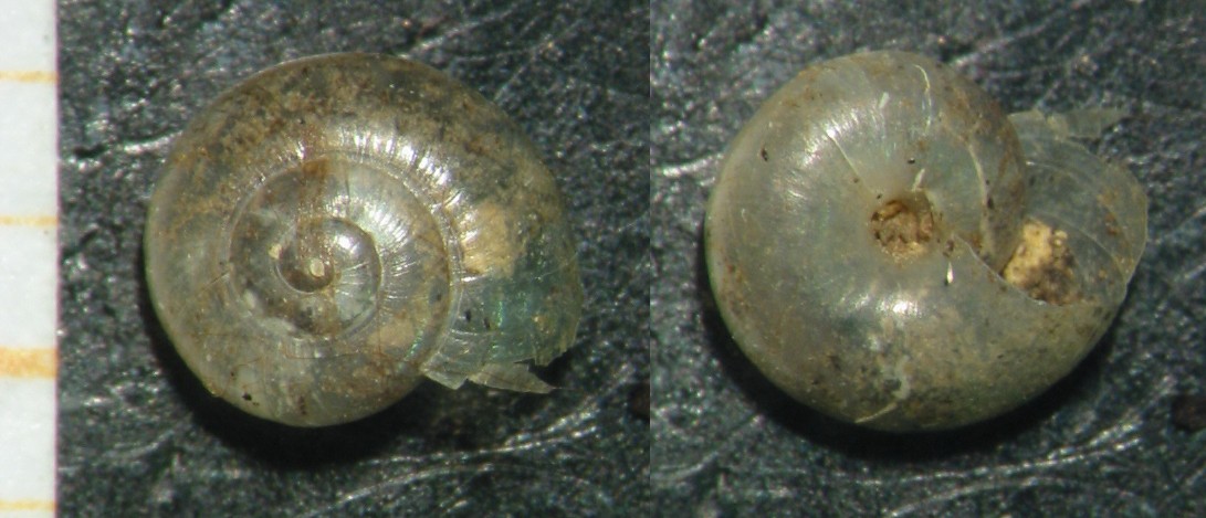 Valvata piscinalis  e Nesovitrea hammonis