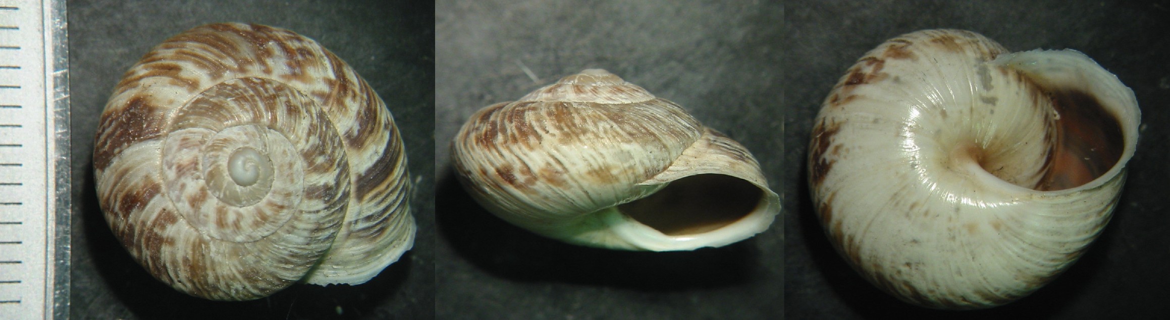 Marmorana (Murella) muralis (O.F. Mller, 1774)