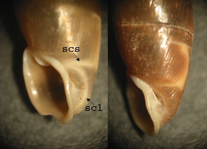 Siciliaria (Stigmatica) piceata (Rossmssler, 1836)