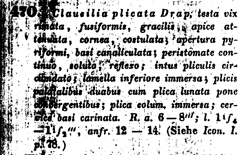 Bulgarica (Denticularia) denticulata (OLIVIER, 1801)