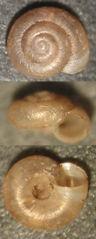 Paralaoma servilis (Shuttleworth, 1852)