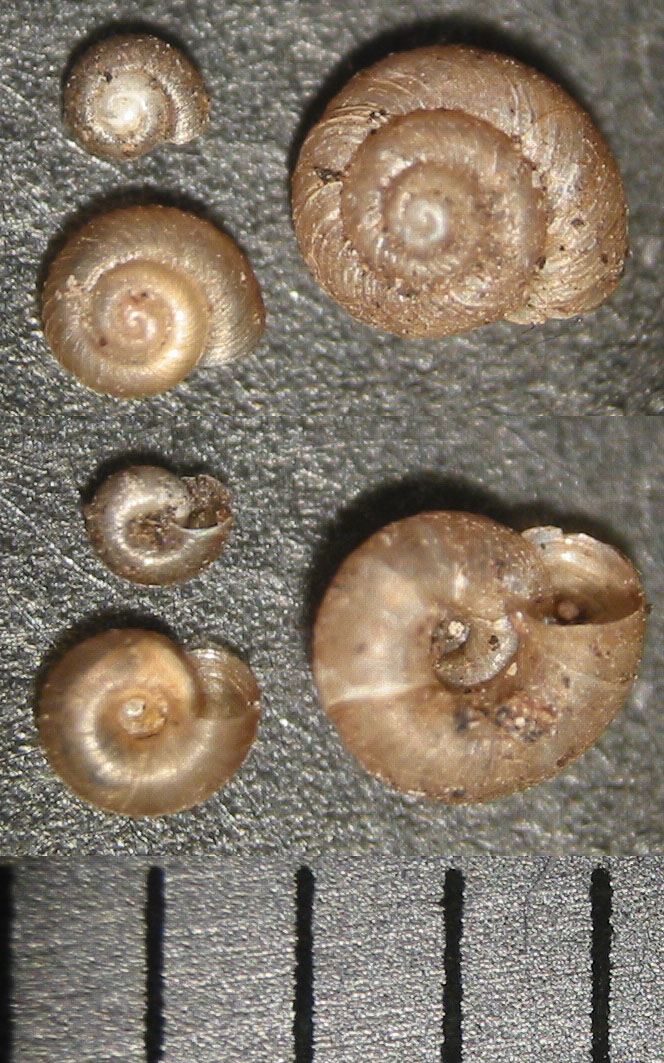 Paralaoma servilis (Shuttleworth, 1852)