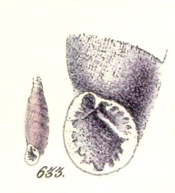 Bulgarica (Denticularia) denticulata (OLIVIER, 1801)