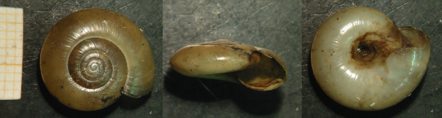 Oxychilus edmundi Falkner, 2008