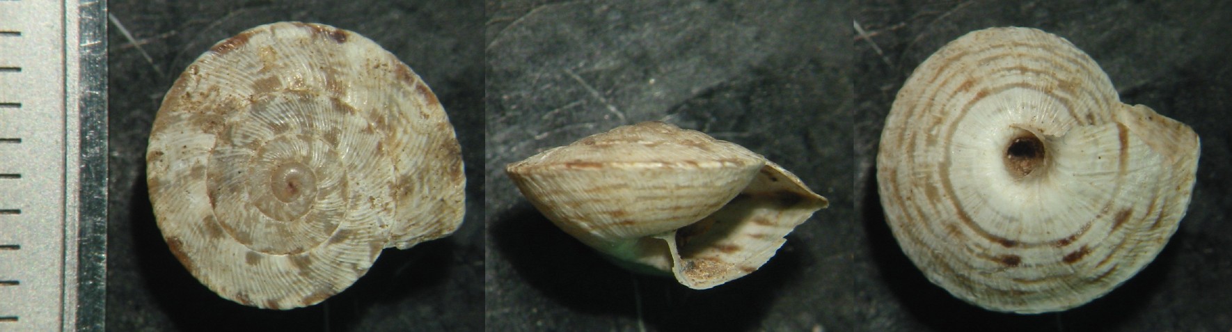 Cernuella (Xeroamanda) usticensis (Calcara, 1842)