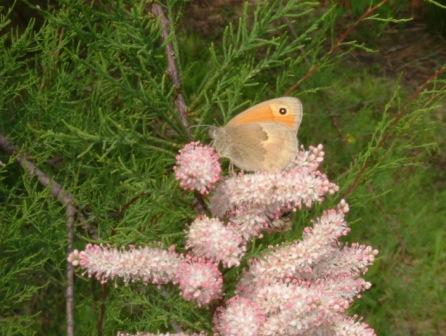 Coenonympha pamphilus