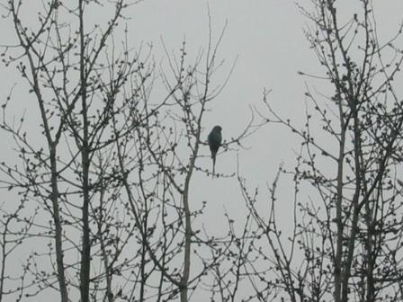 Parrocchetto dal collare (Psittacula krameri), Delta del Po