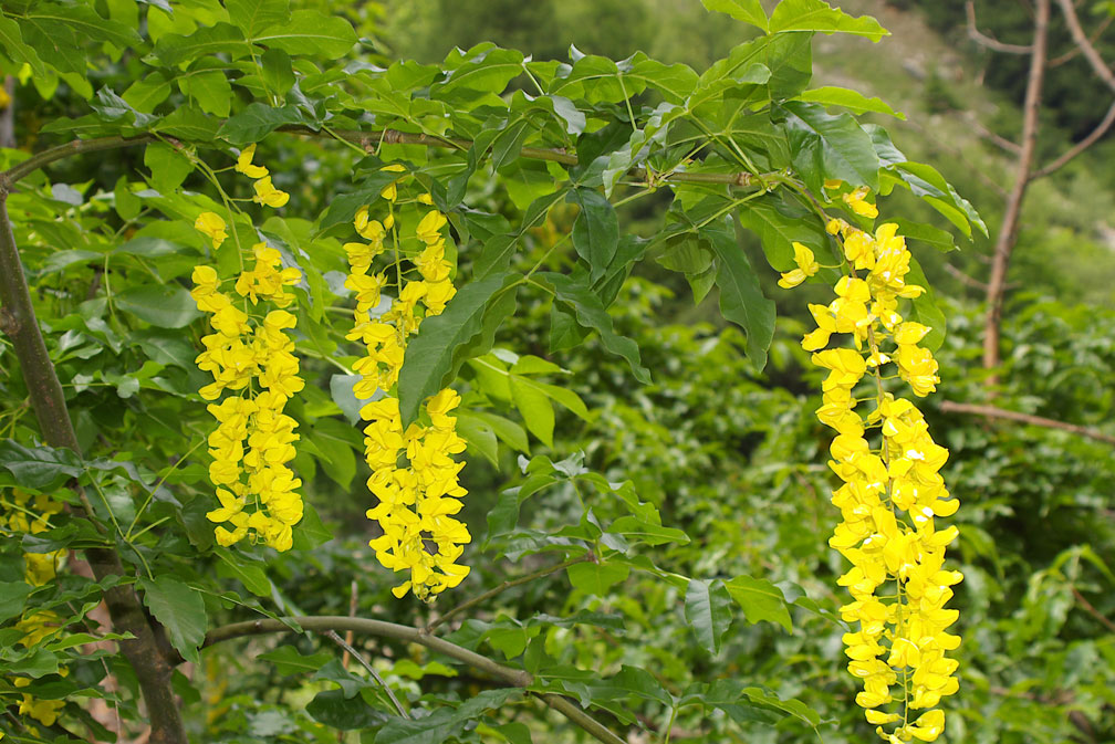 Laburnum alpinum/Maggiociondolo di montagna , Natura ...