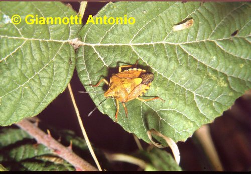 Carpocoris