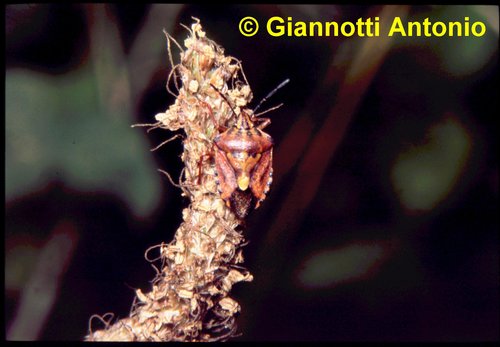Carpocoris
