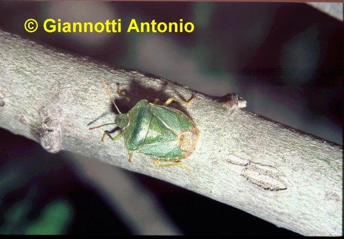 Pentatomidae