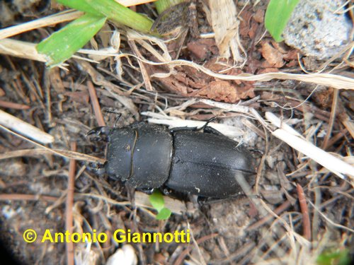 Dorcus parallelepipedus (Coleoptera, Lucanidae)