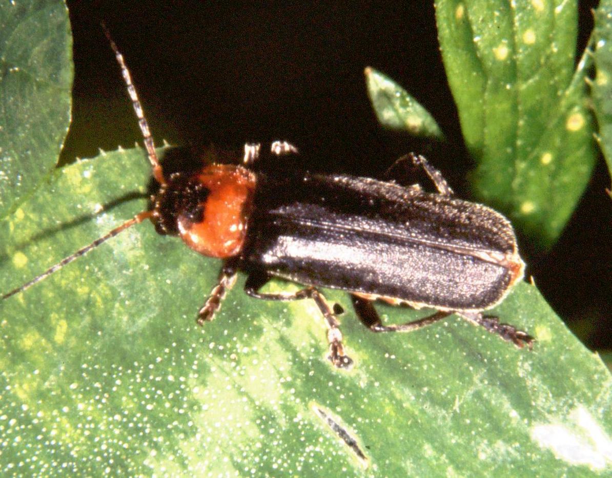 Cantharis fusca