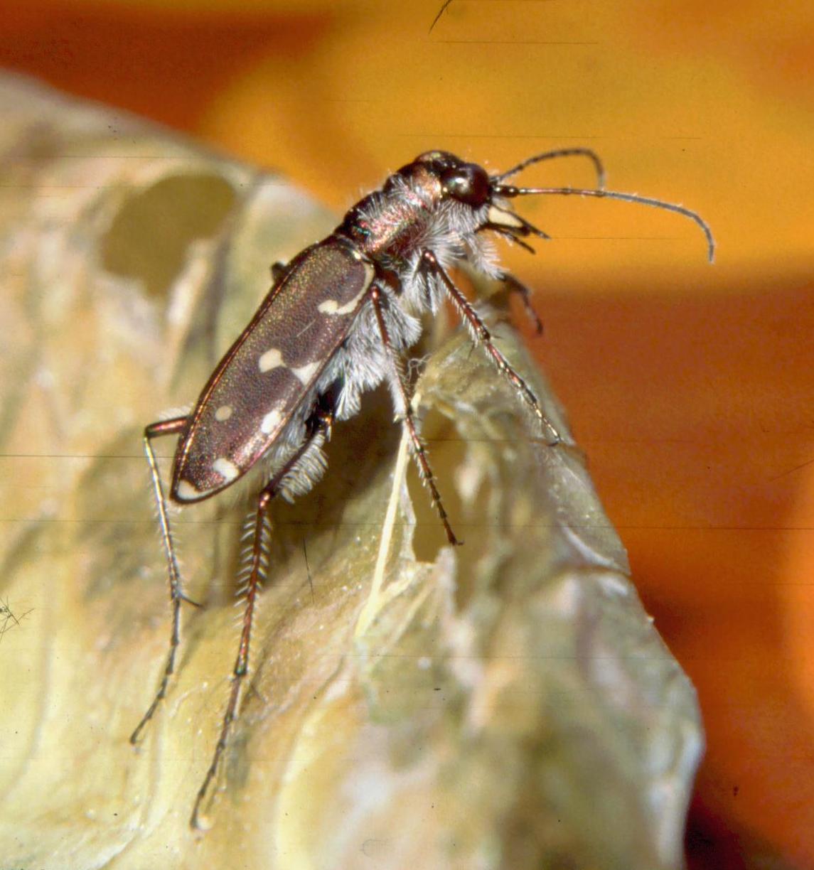 Calomera littoralis nemoralis Cicindela campestris corsicana