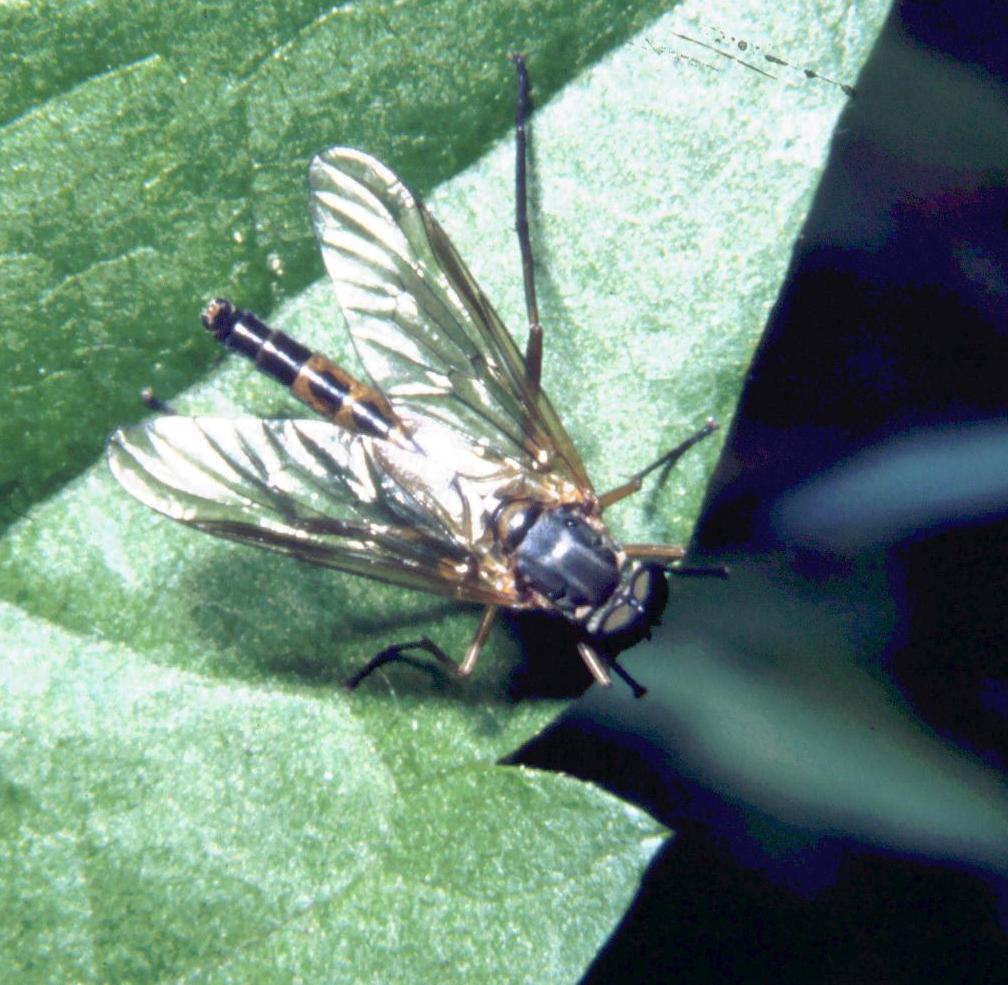 Rhagio notatus