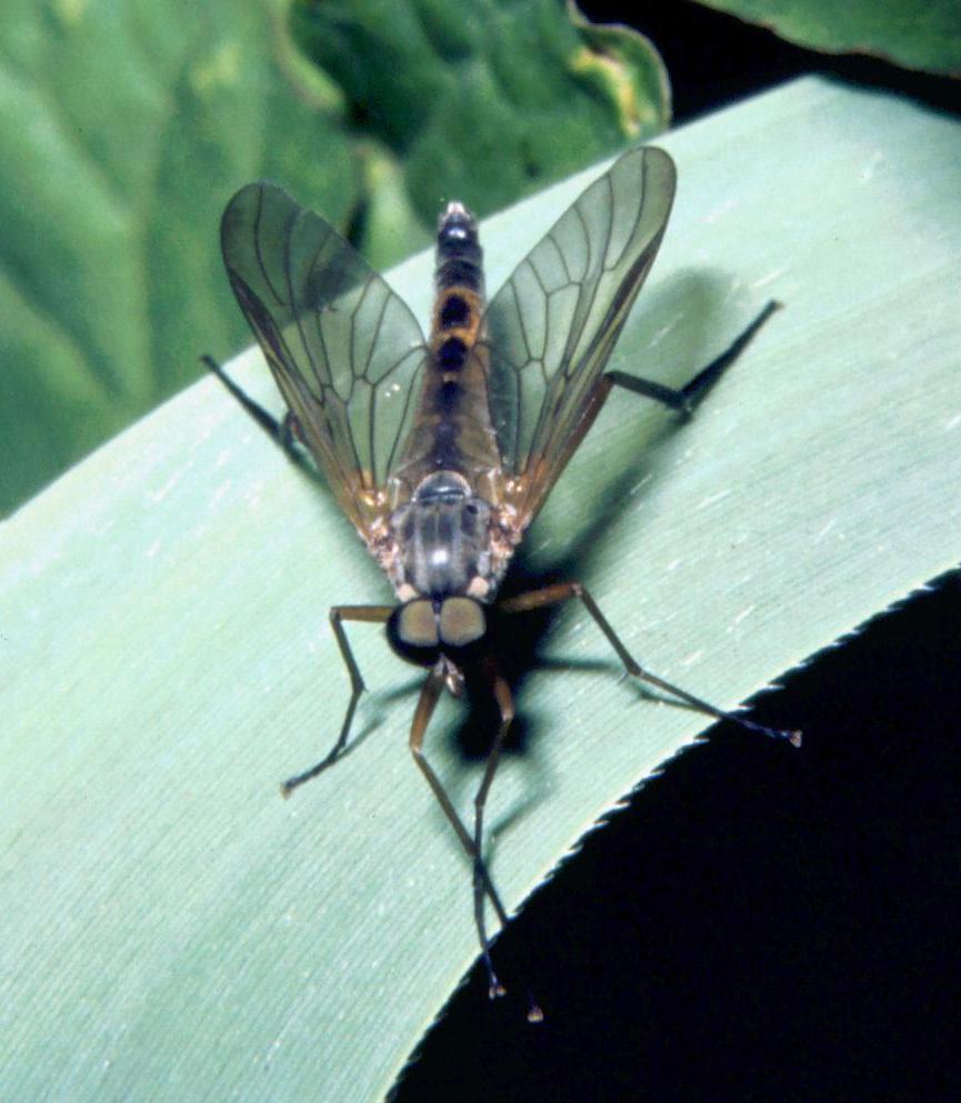 Rhagio notatus