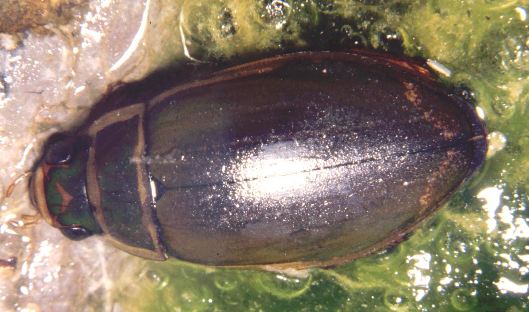 Dytiscus sp.