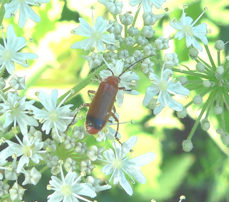 Rhagonycha fulva