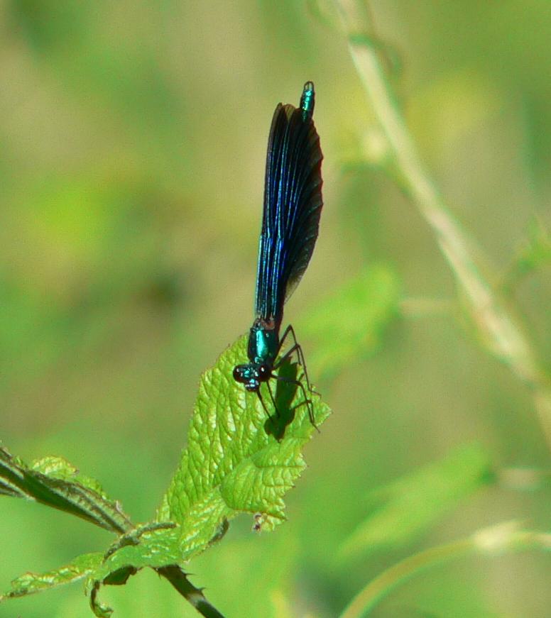 Calopteryx virgo (Odonata, Calopterygidae)