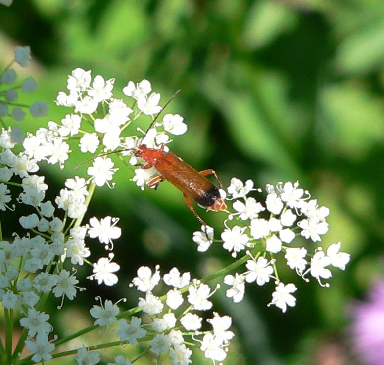 Rhagonycha fulva