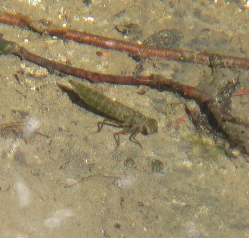 Identificazione odonata: Larva di Aeshnidae