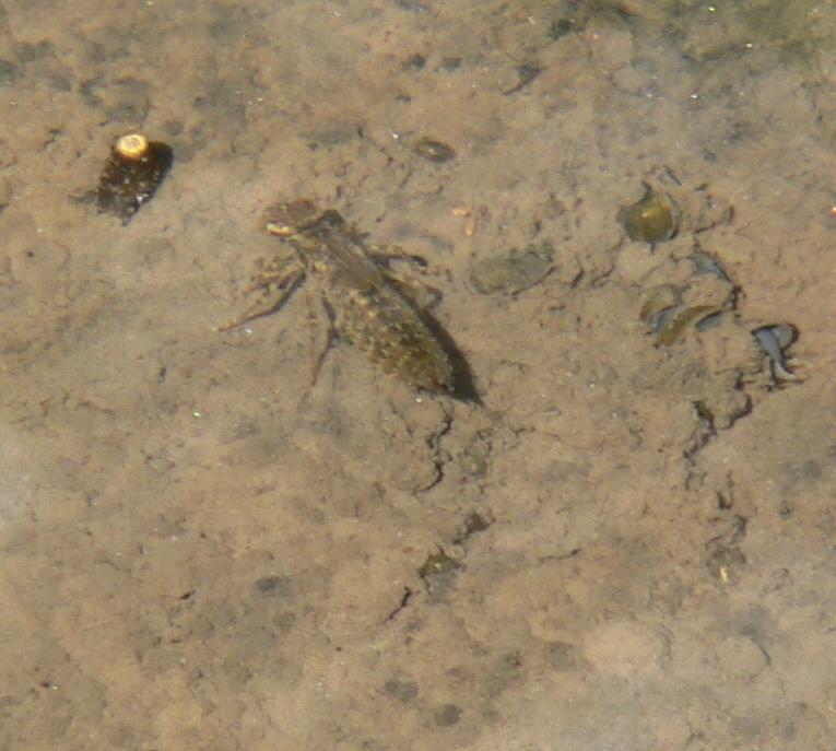 Identificazione odonata: Larva di Aeshnidae