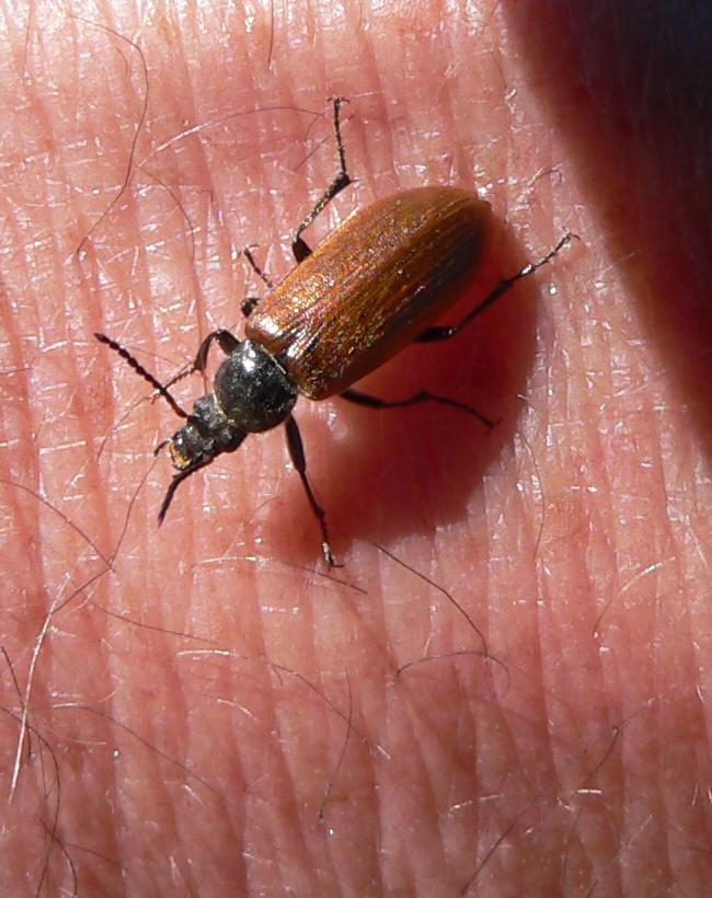 Omophlus lepturoides