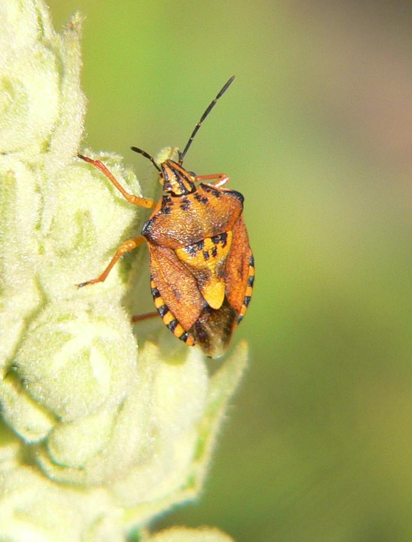 Carpocoris pudicus (Heteroptera, Pentatomidae)