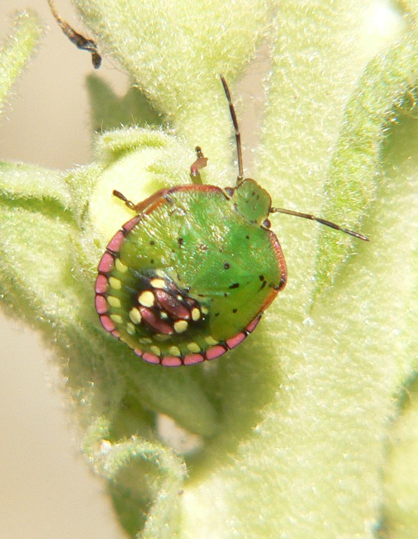 Nezara viridula