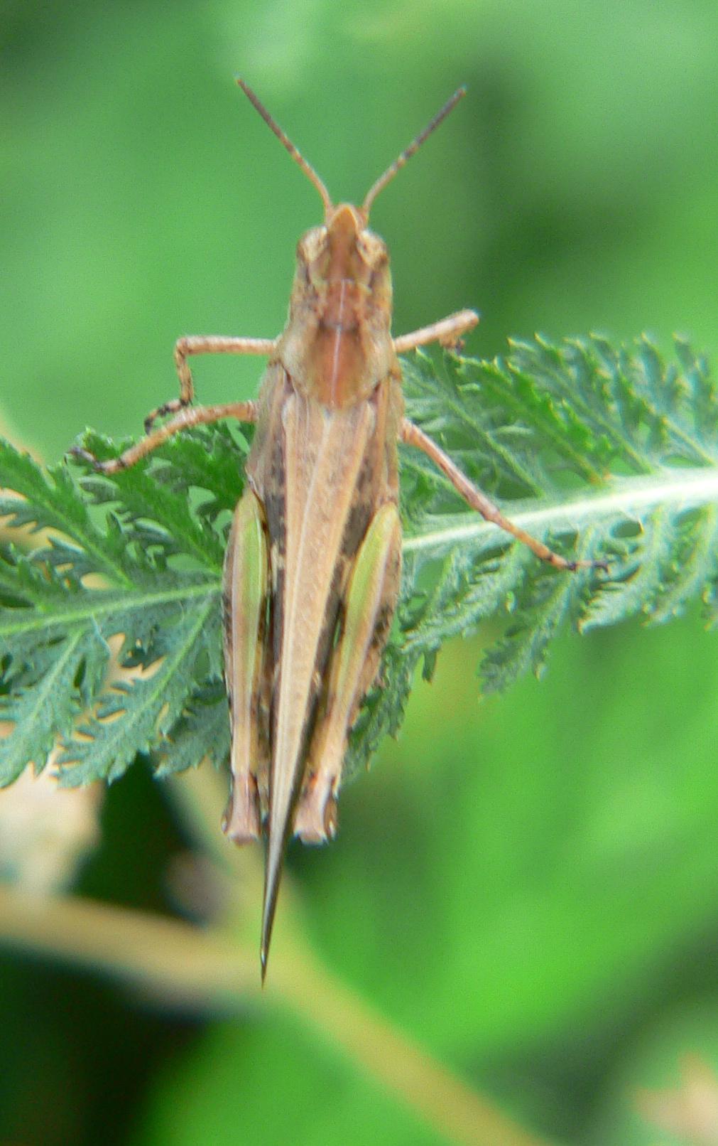 Orthoptera: Aiolopus strepens (Acrididae)