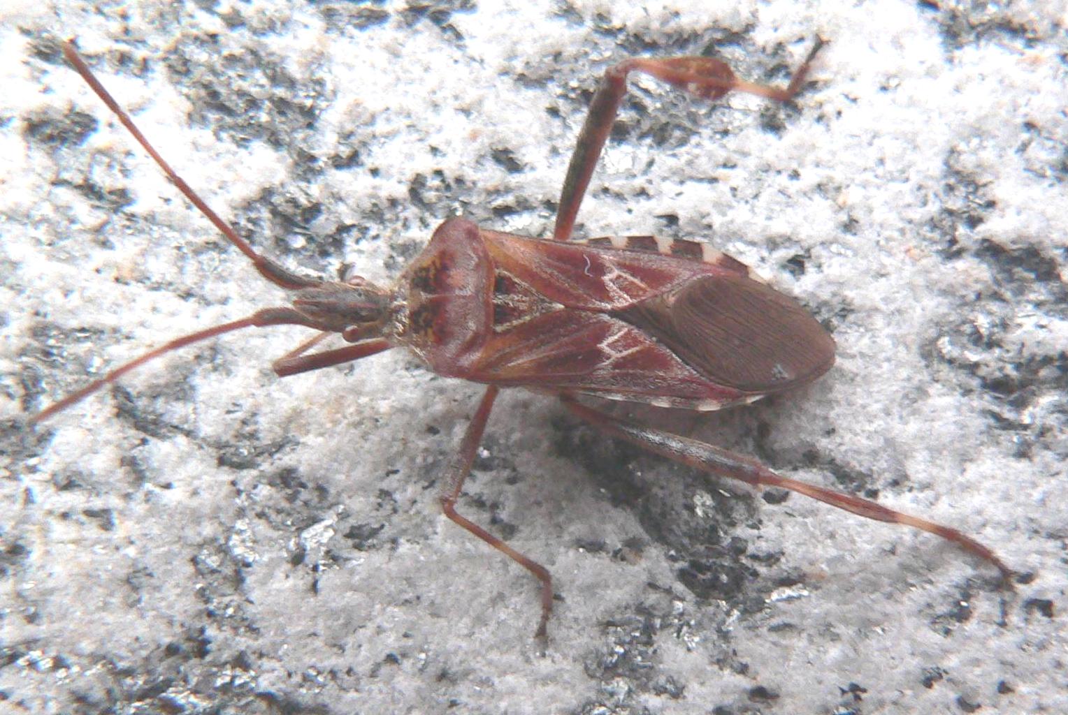 Leptoglossus occidentalis