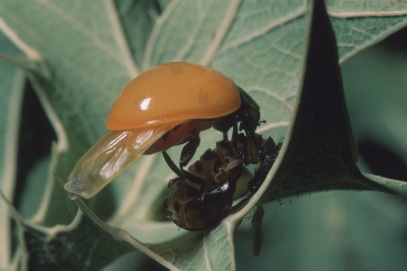 Larve di Coccinellidae