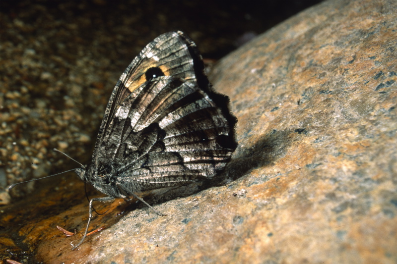 Hipparchia aristaeus