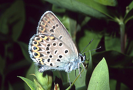 Plebejus bellieri dalla Sardegna