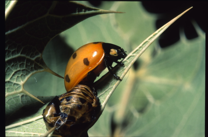 Larve di Coccinellidae