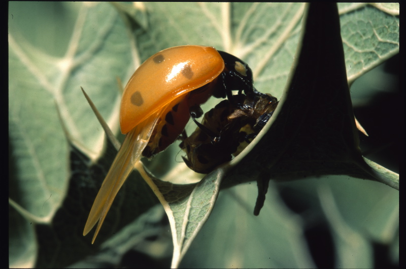 Larve di Coccinellidae