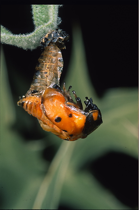 Larve di Coccinellidae