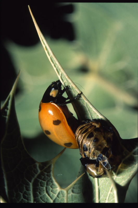 Larve di Coccinellidae