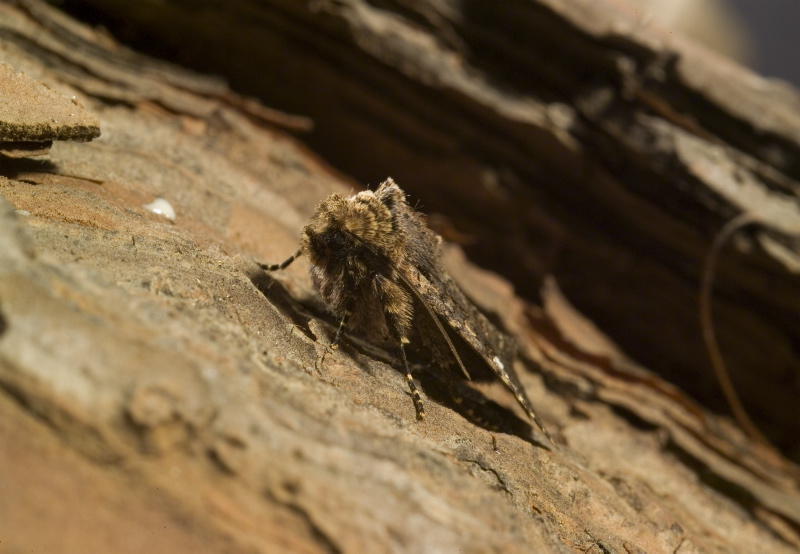 Noctuide? Dryobota labecula?