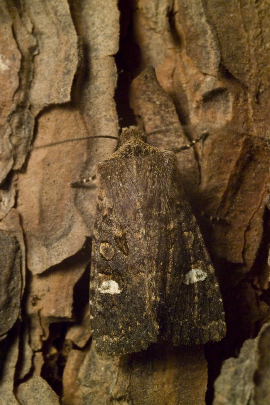 Noctuide? Dryobota labecula?