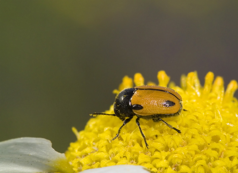 Cryptocephalus rugicollis