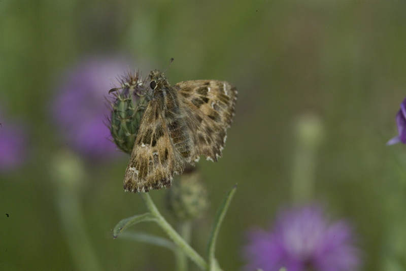 Carcharodus alceae