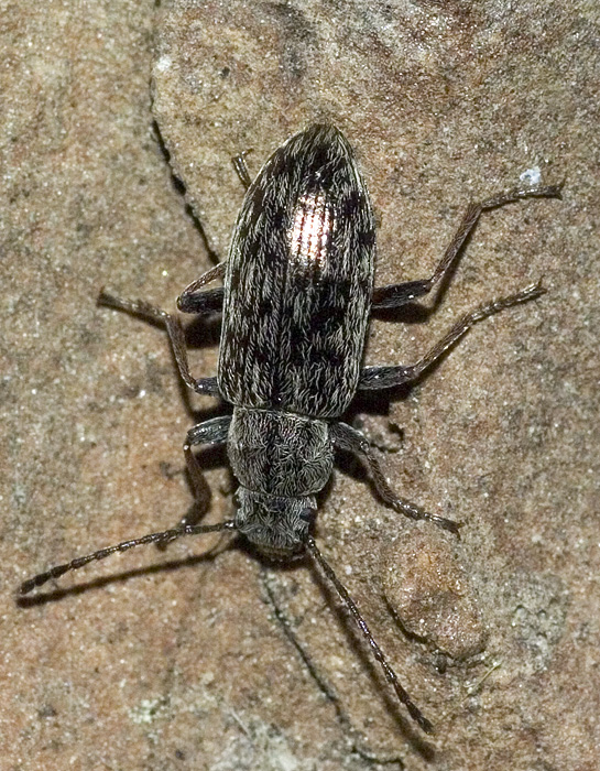 Coleottero del pino: Nephodinus metallescens