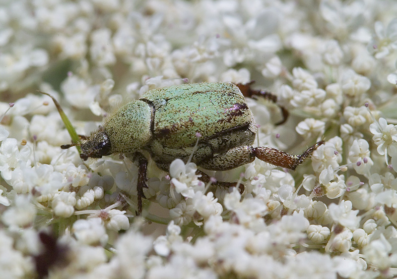 Hoplia pubicollis in Sardegna